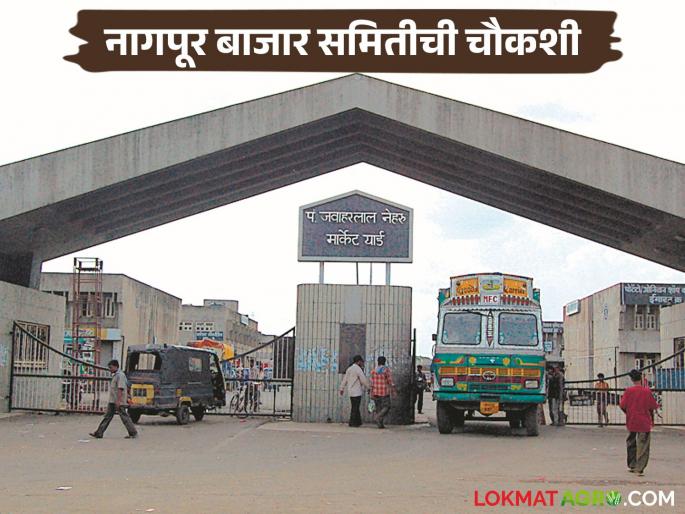 Latest news Agriculture News SIT to investigate Nagpur Market Committee, read details issue | Nagpur Market : नागपूर बाजार समितीच्या चौकशीसाठी एसआयटी, काय आहे प्रकरण? 
