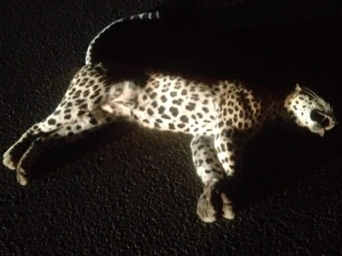 leopard died on the spot after being hit by an unknown vehicle | अज्ञात वाहनाच्या धडकेत बिबट जागीच ठार leopard died on the spot after being hit by an unknown vehicle | अज्ञात वाहनाच्या धडकेत बिबट जागीच ठार