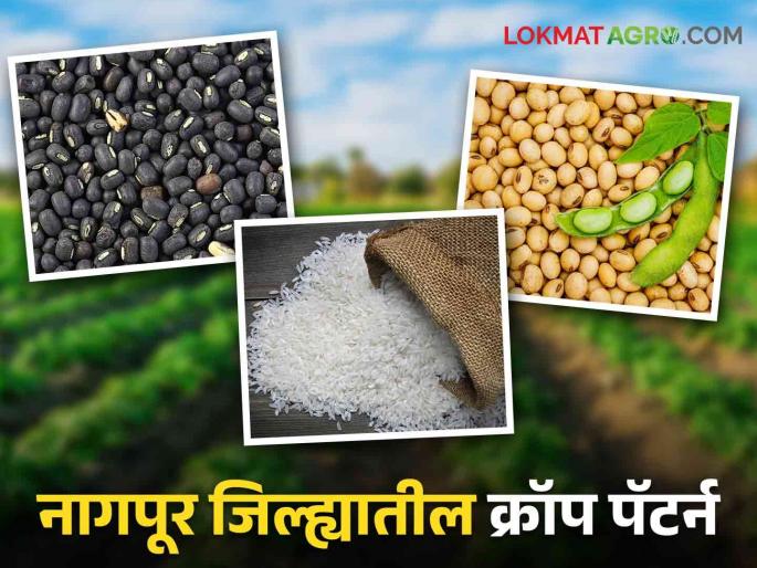 Latest News read how much sowing of which crop in Nagpur district Read in detail  | Agriculture News : नागपूर जिल्ह्यात क्रॉप पॅटर्न कायम, वाचा कुठल्या पिकाची किती पेरणी? वाचा सविस्तर  Latest News read how much sowing of which crop in Nagpur district Read in detail  | Agriculture News : नागपूर जिल्ह्यात क्रॉप पॅटर्न कायम, वाचा कुठल्या पिकाची किती पेरणी? वाचा सविस्तर