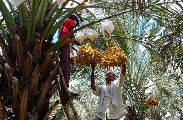 The first experiment of date farming in Maharashtra, Baliraja earned Rs 8 lakh in 2 acres | महाराष्ट्रात 'खजूर शेती'चा पहिलाच प्रयोग, बळीराजानं 2 एकरात कमावले 8 लाख