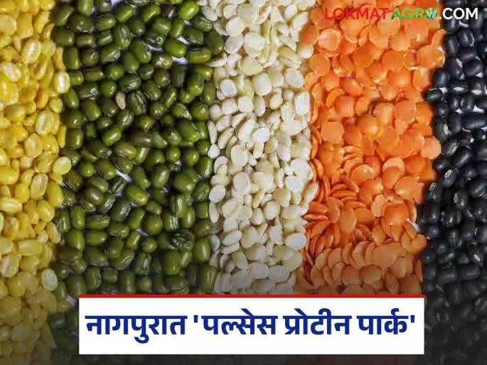 latest news Pulses Protein Park: An ambitious initiative of the state government to economically empower farmers | Pulses Protein Park : शेतकऱ्यांना आर्थिकदृष्ट्या सक्षम करण्यासाठी राज्य सरकारचा महत्त्वाकांक्षी उपक्रम
