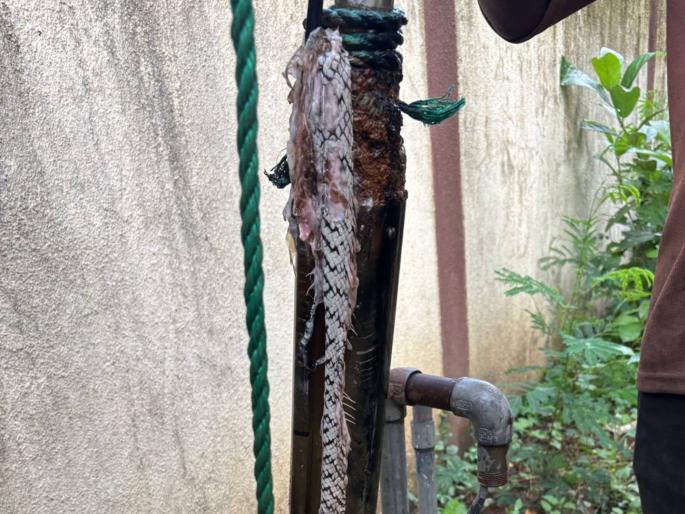 Judge drinks contaminated water containing dead snakes for four days, health deteriorates finds it difficult to leave government residence | न्यायाधिशांनी चार दिवस प्यायले साप मेलेले दूषित पाणी प्रकृती बिघडली; शासकीय निवासस्थान साेडण्याची नामुष्की Judge drinks contaminated water containing dead snakes for four days, health deteriorates finds it difficult to leave government residence | न्यायाधिशांनी चार दिवस प्यायले साप मेलेले दूषित पाणी प्रकृती बिघडली; शासकीय निवासस्थान साेडण्याची नामुष्की