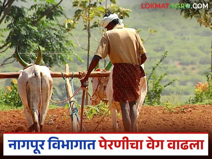 latest news Vidarbha Kharif sowing: Kharif season accelerates in Nagpur division; This district is at the forefront Read in detail | Vidarbha Kharif sowing : नागपूर विभागात खरीप हंगामाला गती; 'हा' जिल्हा आघाडीवर वाचा सविस्तर