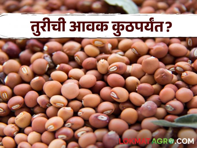 Latest News Todays Tur Market Price In yavatmal, nagpur market yard check here bajarbhav | Tur Bajarbhav : अमरावती, यवतमाळ, नागपूर बाजारात तुरीला काय भाव? वाचा आजचे बाजारभाव 