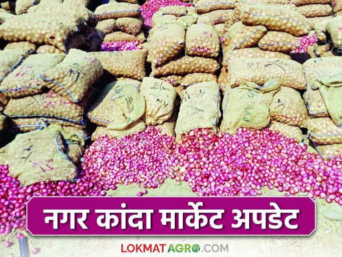 Kanda Bazaar Bhav: 1 lakh 56 thousand onion bags arrived in this market committee of the nagar district; How did you get the price? | Kanda Bajar Bhav : नगरच्या या बाजार समितीत १ लाख ५६ हजार कांदा गोण्याची आवक; कसा मिळाला दर? Kanda Bazaar Bhav: 1 lakh 56 thousand onion bags arrived in this market committee of the nagar district; How did you get the price? | Kanda Bajar Bhav : नगरच्या या बाजार समितीत १ लाख ५६ हजार कांदा गोण्याची आवक; कसा मिळाला दर?