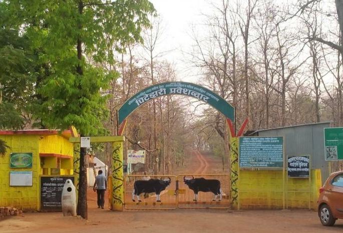 Why doesn't the tiger stop in Nagzira? | नागझिऱ्यात का थांबत नाही वाघ?