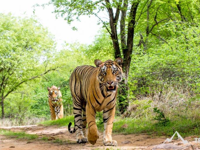 36,000 tourists visit Nagzira Tiger Reserve in three months Citizens tired of cement and concrete forests are now turning to forest tourism | तीन महिन्यांत ३६ हजार पर्यटकांकडून नागझिरा व्याघ्र प्रकल्पाची सफारी; सिमेंट काँक्रीटच्या जंगलाला कंटाळलेल्या नागरिकांचा आता वन पर्यटनाकडे वाढता कल