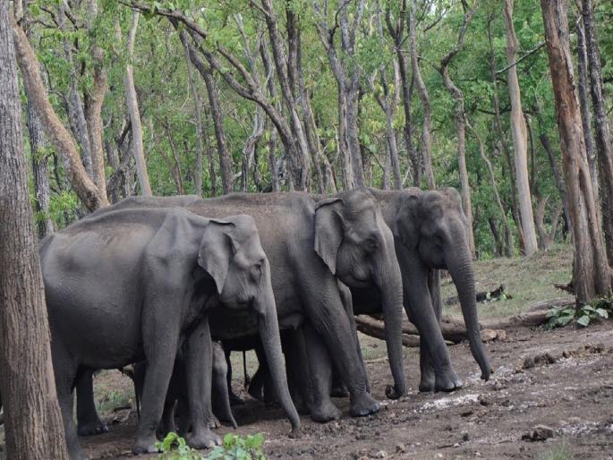 A herd of wild elephants reached in Nagzira Sanctuary Traveling from Chhattisgarh to Gadchiroli to Gondia | नागझिरा अभयारण्यात पाेहाेचला जंगली हत्तींचा समूह; छत्तीसगडमधून गडचिरोली ते गोंदियाचा प्रवास A herd of wild elephants reached in Nagzira Sanctuary Traveling from Chhattisgarh to Gadchiroli to Gondia | नागझिरा अभयारण्यात पाेहाेचला जंगली हत्तींचा समूह; छत्तीसगडमधून गडचिरोली ते गोंदियाचा प्रवास