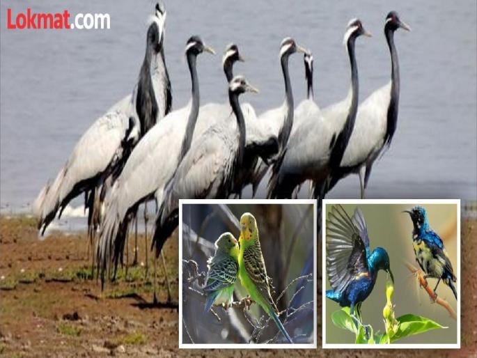 in mumbai insufficient reserved space for bird house in nahur objections registered with the municipality by experts regarding the project | नाहूर येथील पक्षी घराची आरक्षित जागा अपुरी? प्रकल्पाबाबत जाणकारांनी नोंदवल्या हरकती in mumbai insufficient reserved space for bird house in nahur objections registered with the municipality by experts regarding the project | नाहूर येथील पक्षी घराची आरक्षित जागा अपुरी? प्रकल्पाबाबत जाणकारांनी नोंदवल्या हरकती