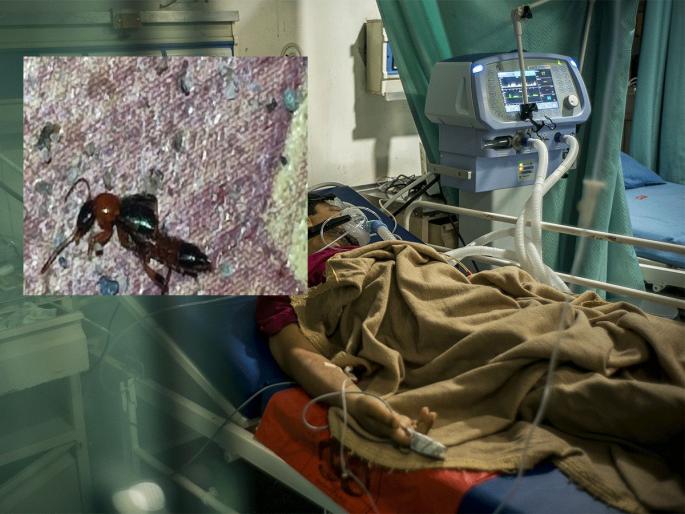 Panic in Bengal due to acid fly infection, 100 patients found in Siliguri, warning issued | विचित्र आजाराने बंगालमध्ये दहशत, सिलिगुडीमध्ये सापडले १०० रुग्ण, खबरदारीचा इशारा जारी    Panic in Bengal due to acid fly infection, 100 patients found in Siliguri, warning issued | विचित्र आजाराने बंगालमध्ये दहशत, सिलिगुडीमध्ये सापडले १०० रुग्ण, खबरदारीचा इशारा जारी