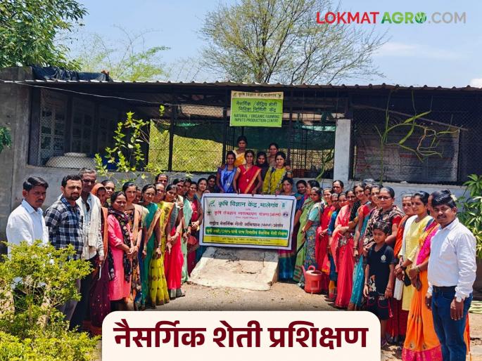 Latest News How to reduce cost of chemical inputs through natural farming Read in detail | Natural Farming : नैसर्गिक शेतीतून रासायनिक निविष्ठांचा खर्च कमी कसा करावा? वाचा सविस्तर 