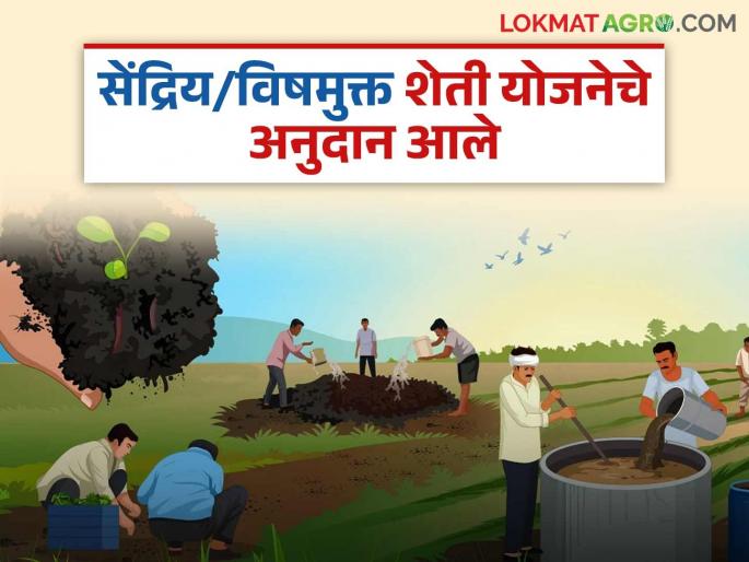 Approval to provide subsidies to farmer groups under Dr. Panjabrao Deshmukh Natural Farming Mission; Read detailed decision | डॉ. पंजाबराव देशमुख नैसर्गिक शेती मिशन अंतर्गत शेतकरी गटांना अनुदान देण्यास मान्यता; वाचा सविस्तर निर्णय Approval to provide subsidies to farmer groups under Dr. Panjabrao Deshmukh Natural Farming Mission; Read detailed decision | डॉ. पंजाबराव देशमुख नैसर्गिक शेती मिशन अंतर्गत शेतकरी गटांना अनुदान देण्यास मान्यता; वाचा सविस्तर निर्णय