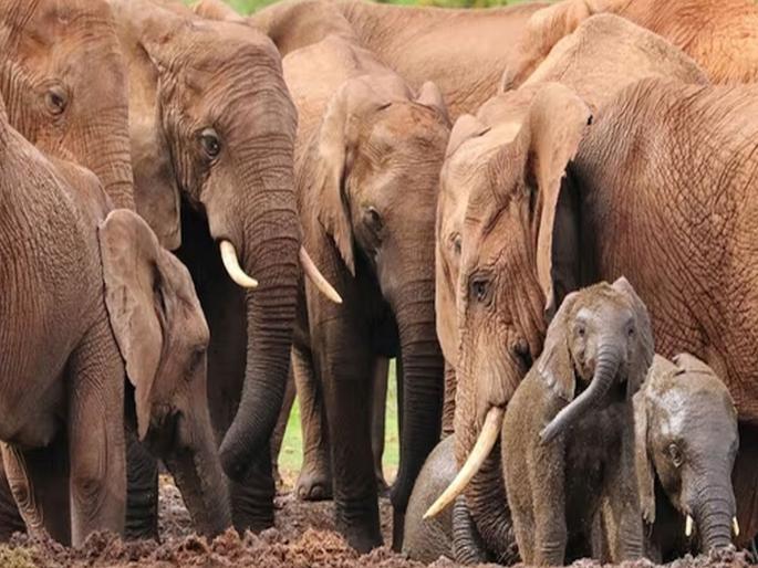 namibia facing drought will kill 700 animals including 70 elephants, 300 zebras for meat | भयंकर...! हा देश 70 हत्ती, 300 झेब्रे अन् घोड्यांसह 700 जानवरं मारणार, ओढवलीय भीषण परिस्थिती? namibia facing drought will kill 700 animals including 70 elephants, 300 zebras for meat | भयंकर...! हा देश 70 हत्ती, 300 झेब्रे अन् घोड्यांसह 700 जानवरं मारणार, ओढवलीय भीषण परिस्थिती?