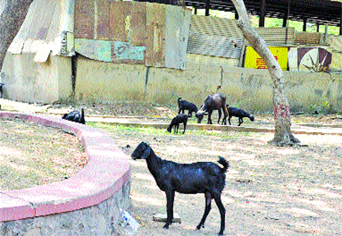 The green cover of Nana-Nani Park in Solapur; Moments of drinking toys, drinking bottles of liquor! | सोलापुरातील नाना-नानी पार्कमधील हिरवळ हद्दपार; चिमुकल्यांच्या खेळण्यांची दुरवस्था, दारूच्या बाटल्यांचीही चलती ! The green cover of Nana-Nani Park in Solapur; Moments of drinking toys, drinking bottles of liquor! | सोलापुरातील नाना-नानी पार्कमधील हिरवळ हद्दपार; चिमुकल्यांच्या खेळण्यांची दुरवस्था, दारूच्या बाटल्यांचीही चलती !