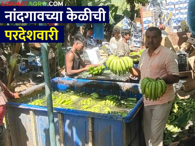latest news Export of banana to Saudi Arabia by a farmer in Nandgaon taluka | इराण, इराकनंतर आता सौदी अरेबियाला केळीची निर्यात, नांदगावच्या शेतकऱ्याचा प्रयोग  latest news Export of banana to Saudi Arabia by a farmer in Nandgaon taluka | इराण, इराकनंतर आता सौदी अरेबियाला केळीची निर्यात, नांदगावच्या शेतकऱ्याचा प्रयोग