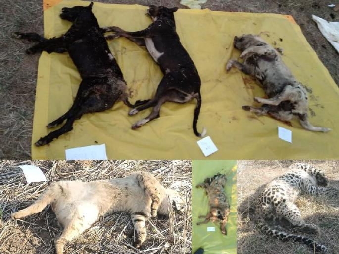 Two foxes, including a leopard, wild cat die from poisoning in adyal forest division bhandara | विषबाधेतून बिबट्यासह दोन कोल्ह्यांचा मृत्यू; अड्याळ वनपरिक्षेत्रातील घटना Two foxes, including a leopard, wild cat die from poisoning in adyal forest division bhandara | विषबाधेतून बिबट्यासह दोन कोल्ह्यांचा मृत्यू; अड्याळ वनपरिक्षेत्रातील घटना