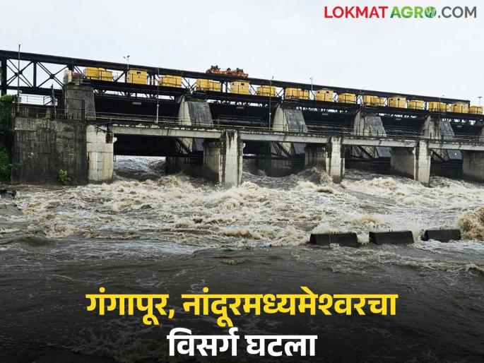 Latest news Discharge from Gangapur and Nandur Madhyameshwar has decreased; Godavari floods have receded! | Gangapur Dam : गंगापूरसह नांदूरमध्यमेश्वरचा विसर्ग घटला; गोदावरीचा पूर ओसरला!