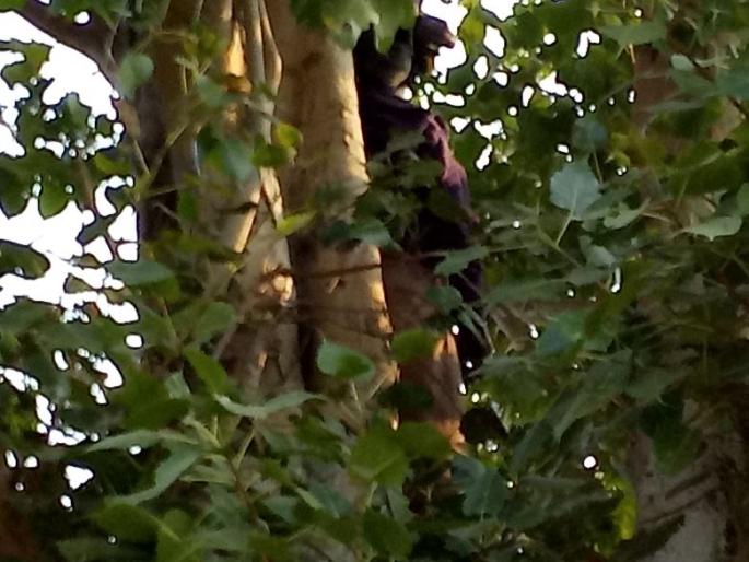 Honey extracting , dies of cattle boy | पोळ्यातील मध काढणे जीवावर बेतले, गुराख्याचा मृत्यू