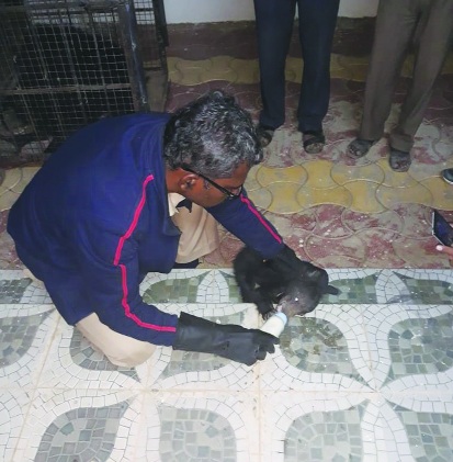 Female bear found dead in Sindhi forest | सिंदगी जंगलात मादी अस्वल मृतावस्थेत आढळली Female bear found dead in Sindhi forest | सिंदगी जंगलात मादी अस्वल मृतावस्थेत आढळली