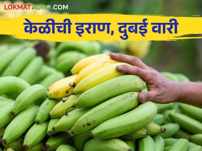 Banana Export From Marathwada Marathwadi Banana's Foreign Affair; One and a half hundred truckloads of bananas were exported to the country and abroad in one and a half months | Banana Export From Marathwada मराठवाडी केळीचा परदेशी थाट; दीड महिन्यात दीडशे ट्रक केळीची देश-विदेशात निर्यात Banana Export From Marathwada Marathwadi Banana's Foreign Affair; One and a half hundred truckloads of bananas were exported to the country and abroad in one and a half months | Banana Export From Marathwada मराठवाडी केळीचा परदेशी थाट; दीड महिन्यात दीडशे ट्रक केळीची देश-विदेशात निर्यात