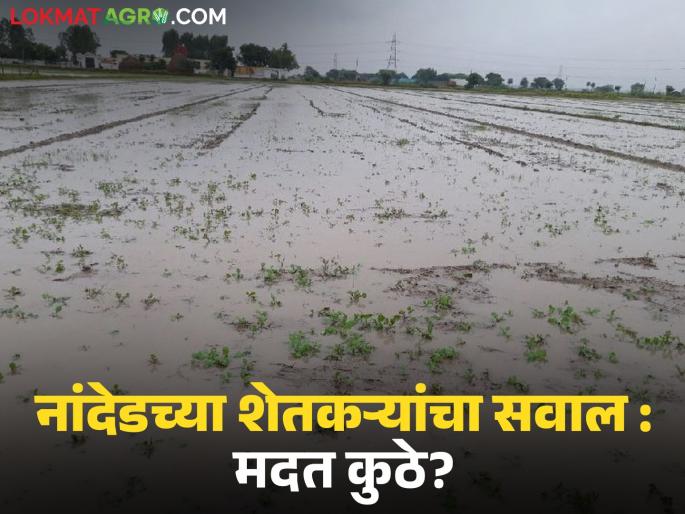 latest news Nanded Crop Damage : Question from Nanded farmers: What if farmers also turn their backs on you in the elections? | Nanded Crop Damage : नांदेडच्या शेतकऱ्यांचा सवाल : निवडणुकीत तुमच्याकडे पाठ फिरविली तर?