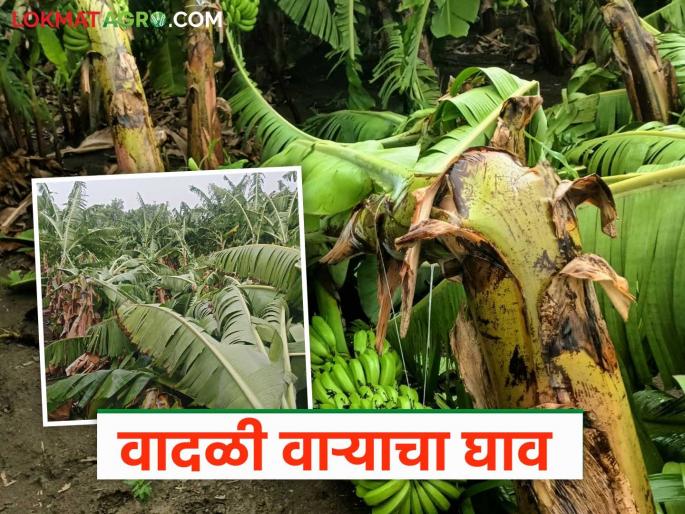 latest news Banana Crop Damage: Heavy rains from Mrig Nakshatra; Bananas on thousands of hectares destroyed!! | Banana Crop Damage : मृग नक्षत्राच्या बरसल्या सरी; हजारो हेक्टरवरील केळी उद्ध्वस्त! वाचा सविस्तर latest news Banana Crop Damage: Heavy rains from Mrig Nakshatra; Bananas on thousands of hectares destroyed!! | Banana Crop Damage : मृग नक्षत्राच्या बरसल्या सरी; हजारो हेक्टरवरील केळी उद्ध्वस्त! वाचा सविस्तर