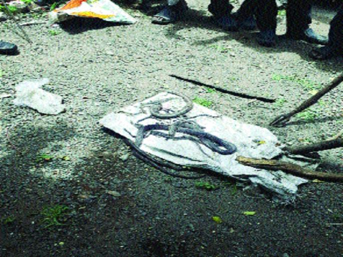 Aub! 15 snakes in Sarpanch's house in Manatha | अबब ! मनाठा येथील सरपंचाच्या घरात १५ साप Aub! 15 snakes in Sarpanch's house in Manatha | अबब ! मनाठा येथील सरपंचाच्या घरात १५ साप