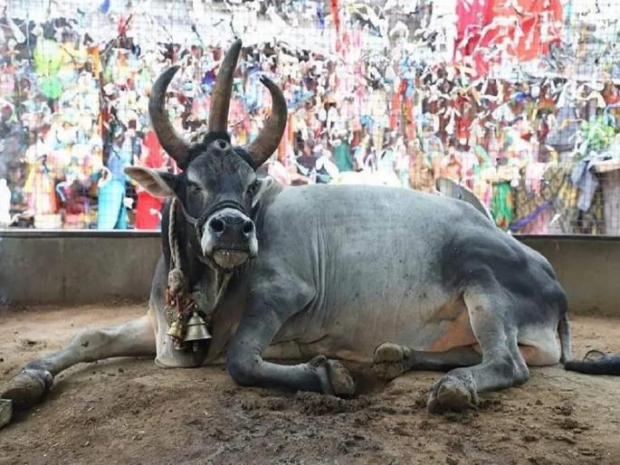 nandi bull with three horns and three eyes passed away in chhatarpur, madhya pradesh | तीन शिंगे, तीन डोळे असलेल्या नंदी बैलाचे निधन; मंदिराच्या आवारातच अंत्यसंस्कार nandi bull with three horns and three eyes passed away in chhatarpur, madhya pradesh | तीन शिंगे, तीन डोळे असलेल्या नंदी बैलाचे निधन; मंदिराच्या आवारातच अंत्यसंस्कार