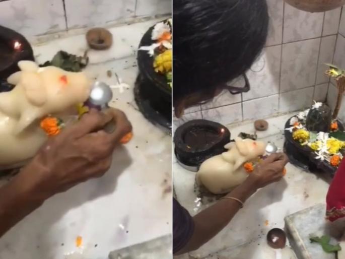 Nandi drinking milk in front of Shankara's pindi in Kalyan; Queues of devotees with viral video | कल्याणमध्ये शंकराच्या पिंडीसमोर नंदी पितोय दूध; व्हायरल व्हिडिओनं भक्तांच्या रांगा Nandi drinking milk in front of Shankara's pindi in Kalyan; Queues of devotees with viral video | कल्याणमध्ये शंकराच्या पिंडीसमोर नंदी पितोय दूध; व्हायरल व्हिडिओनं भक्तांच्या रांगा