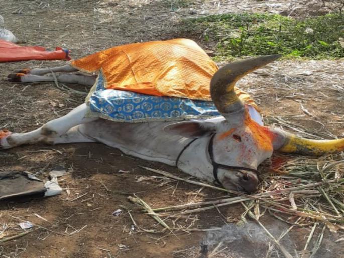 Unfortunately, "Where will we get fodder for these dumb animals to fill our stomachs", Nandiwala's tragedy | दुर्दैवी! चाऱ्याअभावी भुकेने तडफडत 'भोलेनाथा'ने घेतला जगाचा निरोप Unfortunately, "Where will we get fodder for these dumb animals to fill our stomachs", Nandiwala's tragedy | दुर्दैवी! चाऱ्याअभावी भुकेने तडफडत 'भोलेनाथा'ने घेतला जगाचा निरोप