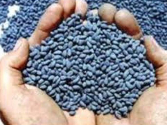 supply of cotton seeds to rokha for bollworm control will be available in the district after 25 may in washim | बोंडअळी नियंत्रणासाठी रोखला कपाशीच्या बियाण्यांचा पुरवठा; जिल्ह्यात २५ मेनंतर होणार उपलब्ध  supply of cotton seeds to rokha for bollworm control will be available in the district after 25 may in washim | बोंडअळी नियंत्रणासाठी रोखला कपाशीच्या बियाण्यांचा पुरवठा; जिल्ह्यात २५ मेनंतर होणार उपलब्ध