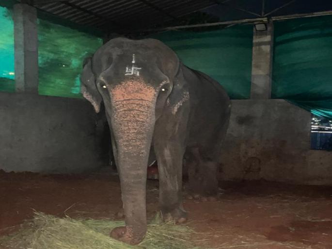 Supreme Court rejects Nandani Math petition, upholds decision to send Mahadevi Hattini to Gujarat | Kolhapur: नांदणी मठाची याचिका सर्वोच्च न्यायालयाने फेटाळली, महादेवी हत्तीणीला गुजरातला पाठवण्याचा निर्णय कायम Supreme Court rejects Nandani Math petition, upholds decision to send Mahadevi Hattini to Gujarat | Kolhapur: नांदणी मठाची याचिका सर्वोच्च न्यायालयाने फेटाळली, महादेवी हत्तीणीला गुजरातला पाठवण्याचा निर्णय कायम