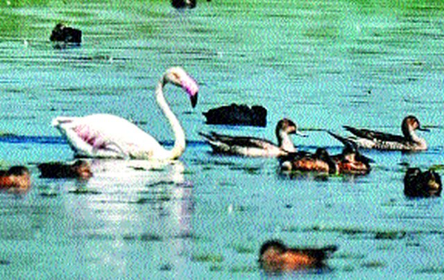 New height to reach bird gathering | पक्षी संमेलन गाठणार नवीन उंची