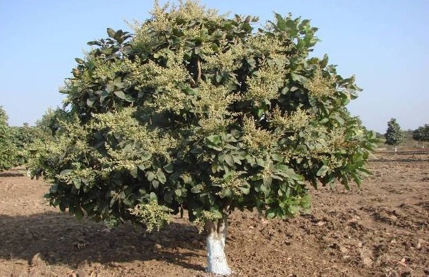 Latest News Tribal farmers in Satpuda nandurbar are cultivating 'Charoli' | सातपुड्यातील आदिवासी शेतकरी जोपासताय 'चारोळी', चारोळी पिकाचं गणित काय? 