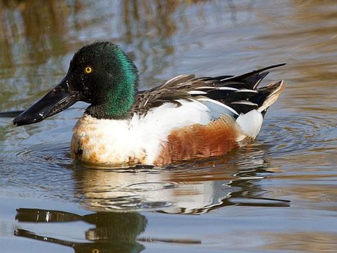  Bird Festival: Birds of the birds in Nanduram Lord; Closed on Sunday | बर्ड फेस्टिव्हल : नांदूरमधमेश्वरमध्ये पक्षीप्रेमींची मांदियाळी; रविवारी समारोप