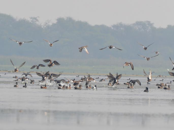 Latest News Water quality in Nandur Madhyameshwar Sanctuary deteriorated | नांदूरमध्यमेश्वर अभयारण्यातील पाण्याची गुणवत्ता ढासळली, नेमकं कारण काय? Latest News Water quality in Nandur Madhyameshwar Sanctuary deteriorated | नांदूरमध्यमेश्वर अभयारण्यातील पाण्याची गुणवत्ता ढासळली, नेमकं कारण काय?