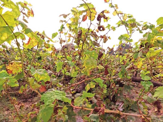 Claims, grape growers in crisis with Karpa's disease | दावण्या, करपा रोगाने द्राक्ष उत्पादक संकटात  Claims, grape growers in crisis with Karpa's disease | दावण्या, करपा रोगाने द्राक्ष उत्पादक संकटात