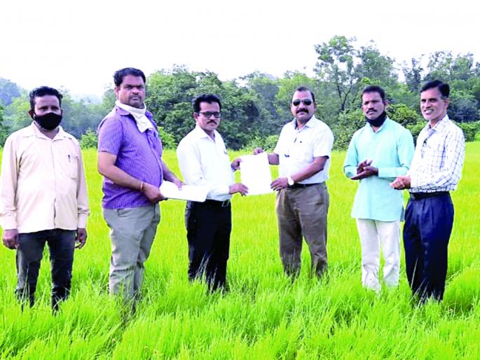 Proposed Sugarcane Research Center at Napane, land in possession of Agricultural University | प्रस्तावित ऊस संशोधन केंद्र नापणेत, जागा कृषी विद्यापीठाच्या ताब्यात