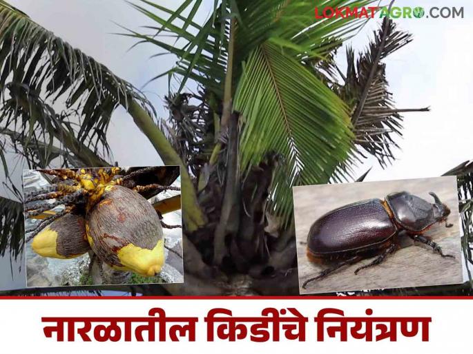 How to control rhinoceros beetles and eriophyid mites in coconut crops? | नारळ पिकातील गेंड्या भुंगा व इरीओफाईड कोळीचे कसे कराल नियंत्रण? How to control rhinoceros beetles and eriophyid mites in coconut crops? | नारळ पिकातील गेंड्या भुंगा व इरीओफाईड कोळीचे कसे कराल नियंत्रण?