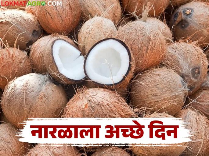 Coconut market good days; 1600 tons sold in three days, how are you getting the price? | नारळांना सुगीचे दिवस; तीन दिवसांत १६०० टनाची विक्री, कसा मिळतोय भाव?