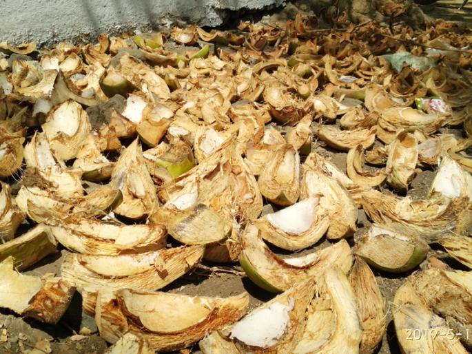 Learn ... What happens next to the junkies? | जाणून घ्या...पिलेल्या शहाळांचे पुढे काय होते ? Learn ... What happens next to the junkies? | जाणून घ्या...पिलेल्या शहाळांचे पुढे काय होते ?