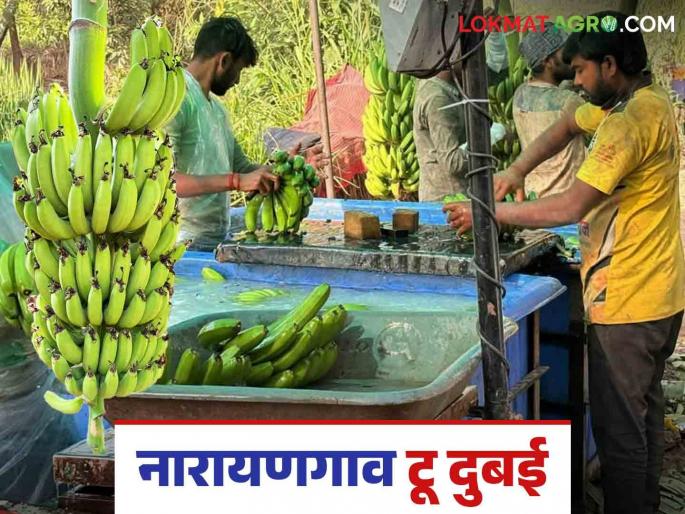 Keli Niryat : The first container of 15 tons of bananas from the Narayangaon farm leaves for the Gulf country | Keli Niryat : नारायणगावच्या शेतातून केळीचा १५ टनचा पहिला कंटेनर अखाती देशात रवाना Keli Niryat : The first container of 15 tons of bananas from the Narayangaon farm leaves for the Gulf country | Keli Niryat : नारायणगावच्या शेतातून केळीचा १५ टनचा पहिला कंटेनर अखाती देशात रवाना