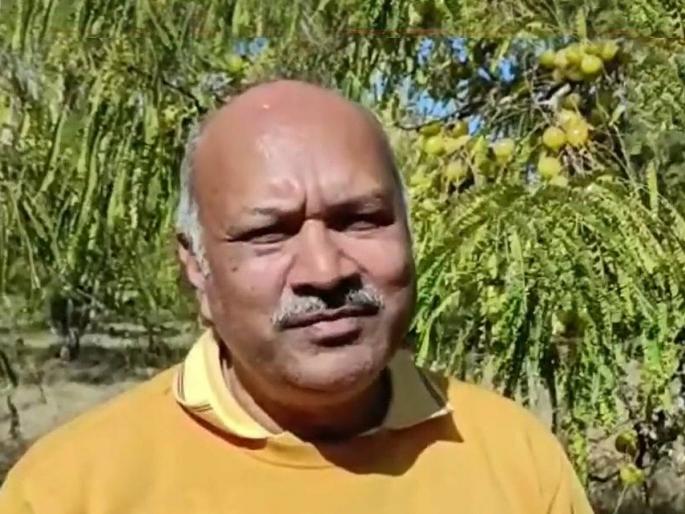 Narelia, a farmer from Shajapur district of Madhya Pradesh, earns an income of Rs 30 lakh in a year by cultivating amla  | शेतकऱ्याची नेत्रदिपक भरारी! 700 झाडांच्या बागेतून दरवर्षी मिळतंय 30 लाख रूपयांचं उत्पन्न Narelia, a farmer from Shajapur district of Madhya Pradesh, earns an income of Rs 30 lakh in a year by cultivating amla  | शेतकऱ्याची नेत्रदिपक भरारी! 700 झाडांच्या बागेतून दरवर्षी मिळतंय 30 लाख रूपयांचं उत्पन्न