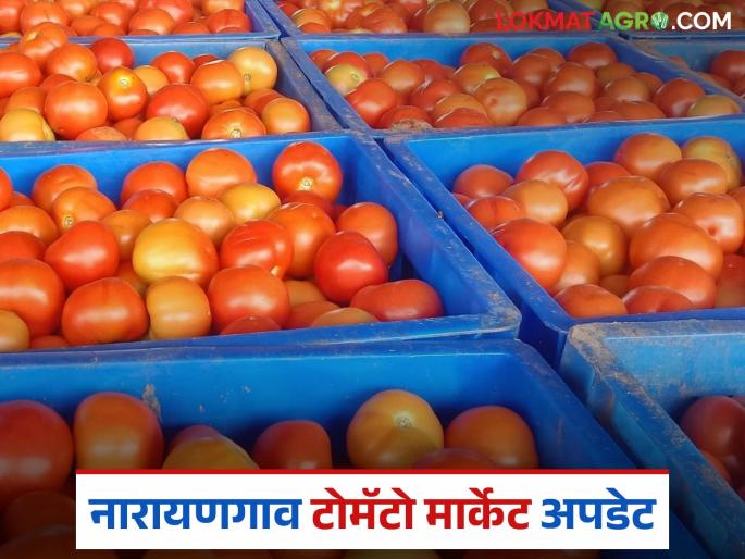Tomato Market : Agriculture Minister auctions tomatoes at Narayangaon Market Committee; Farmers become rich | Tomato Market : नारायणगाव बाजार समितीत कृषिमंत्र्यांनी केला टोमॅटोचा लिलाव; शेतकरी झाला मालामाल