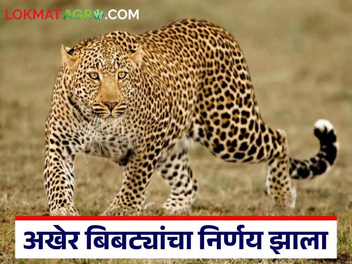Union Forest Ministry finally approves sterilisation of leopards to control leopard population | बिबट्यांची संख्या नियंत्रणात आणण्यासाठी अखेर बिबट्यांच्या नसबंदीला केंद्रीय वन मंत्रालयाची मान्यता Union Forest Ministry finally approves sterilisation of leopards to control leopard population | बिबट्यांची संख्या नियंत्रणात आणण्यासाठी अखेर बिबट्यांच्या नसबंदीला केंद्रीय वन मंत्रालयाची मान्यता