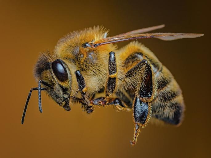 Nashik: Devotees who went for darshan of God in Nashik were attacked by bees, many injured | नाशकात देवदर्शनासाठी गेलेल्या भाविकांवर मधमाशांचा हल्ला, अनेकजण जखमी Nashik: Devotees who went for darshan of God in Nashik were attacked by bees, many injured | नाशकात देवदर्शनासाठी गेलेल्या भाविकांवर मधमाशांचा हल्ला, अनेकजण जखमी