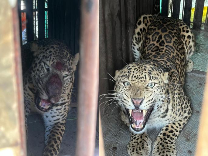 Two leopards caged in one day in Sinnar taluka nashik | सिन्नर तालुक्यात एकाच दिवसात दोन बिबटे पिंजराबंद Two leopards caged in one day in Sinnar taluka nashik | सिन्नर तालुक्यात एकाच दिवसात दोन बिबटे पिंजराबंद