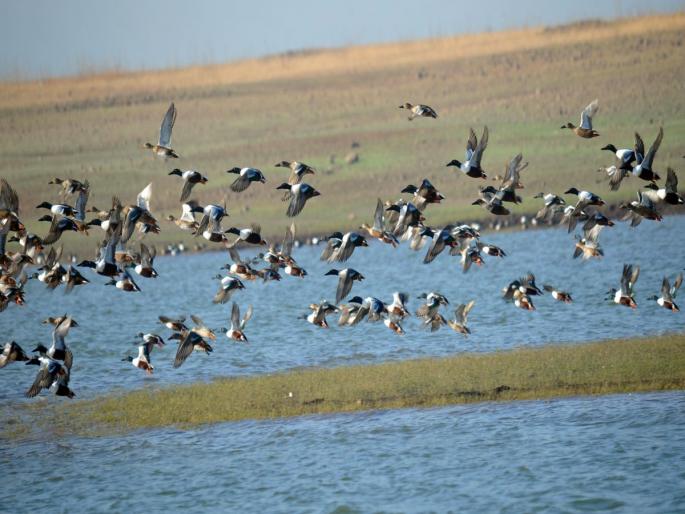 Nashik's wetlands are a great 'destination' for migratory birds | नाशिकची पाणथळे विदेशी पक्ष्यांसाठी उत्तम ‘डेस्टिनेशन’ Nashik's wetlands are a great 'destination' for migratory birds | नाशिकची पाणथळे विदेशी पक्ष्यांसाठी उत्तम ‘डेस्टिनेशन’