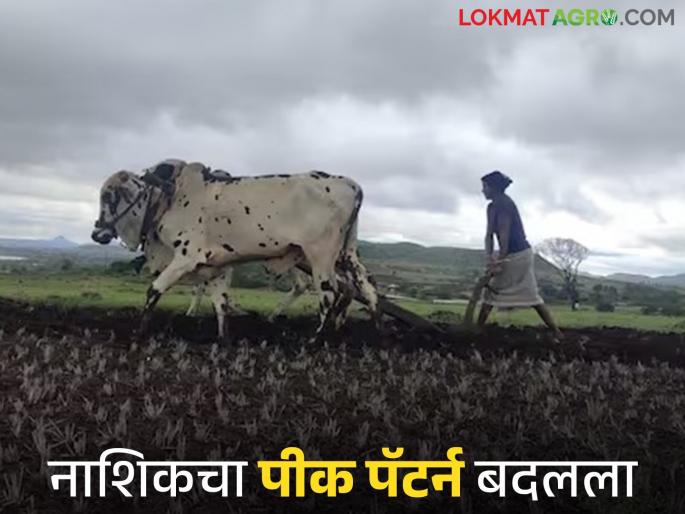 latest News kharif season now amba, maka crops started flourishing in onion and grape belt of nashik | नाशिकचा पीक पॅटर्न बदलला, कांदा आणि द्राक्षांच्या पट्ट्यात आता 'ही' पिकेही बहरू लागली latest News kharif season now amba, maka crops started flourishing in onion and grape belt of nashik | नाशिकचा पीक पॅटर्न बदलला, कांदा आणि द्राक्षांच्या पट्ट्यात आता 'ही' पिकेही बहरू लागली