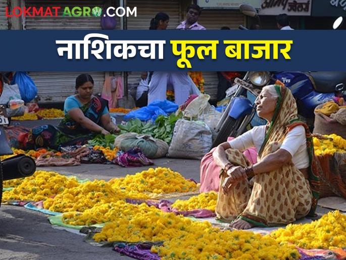 Latest News Employment of thousands of women from flower market of Nashik | नाशिकचा फुलबाजार फुलतोय, हजारो महिलांना रोजगार, इथल्या बाजाराचं गणित? Latest News Employment of thousands of women from flower market of Nashik | नाशिकचा फुलबाजार फुलतोय, हजारो महिलांना रोजगार, इथल्या बाजाराचं गणित?
